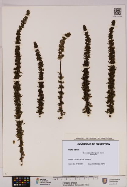 Ophryosporus triangularis [Espécimen: UDEC:CONC:0125824]