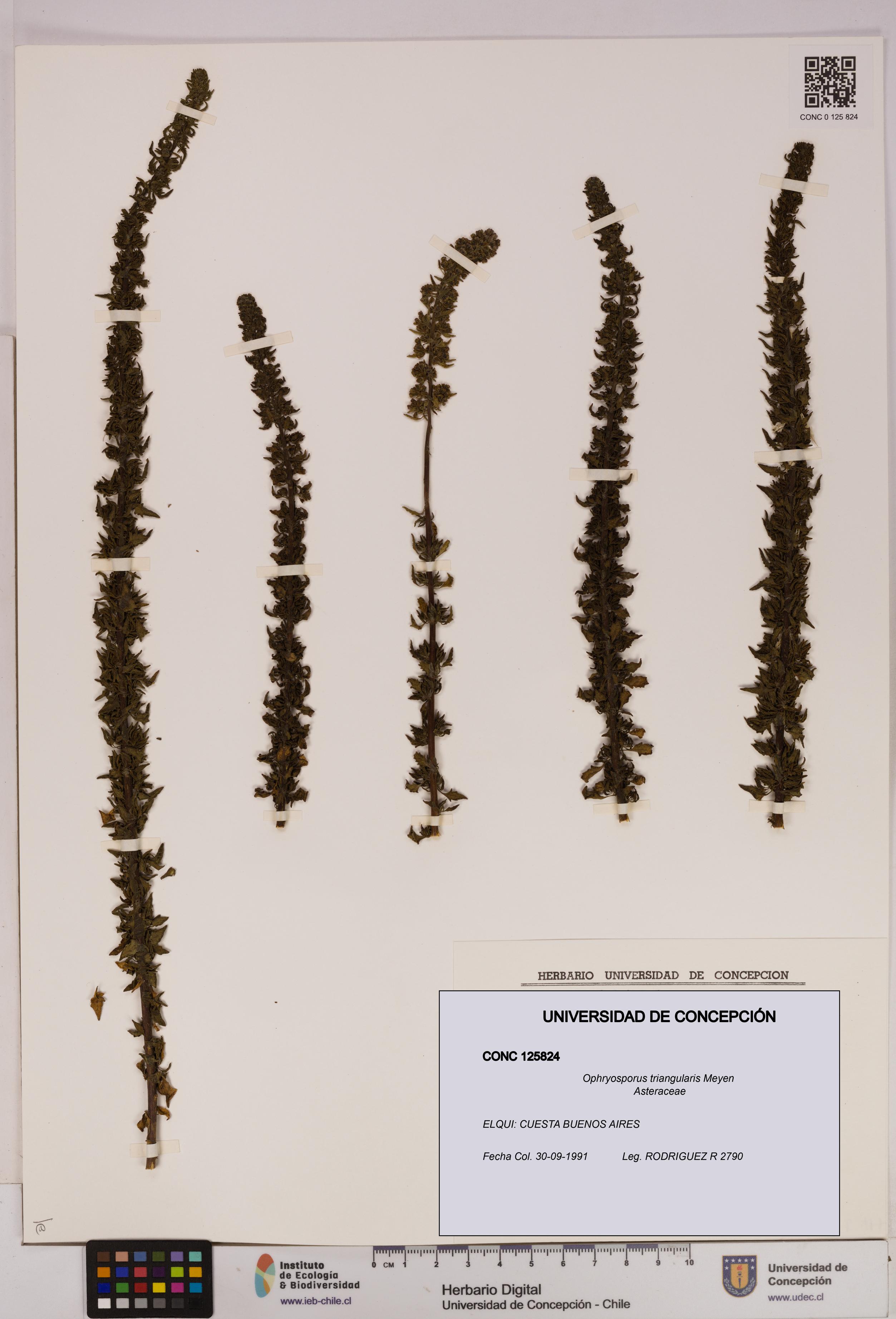 Ophryosporus triangularis [Espécimen: UDEC:CONC:0125824]
