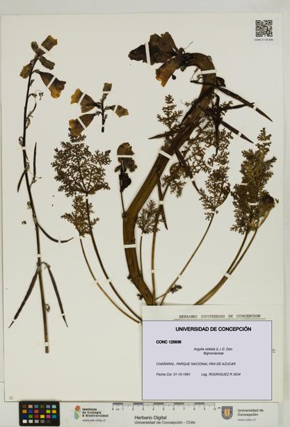 Argylia radiata [Espécimen: UDEC:CONC:0125836]