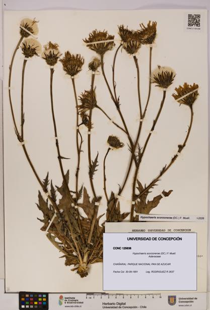 Hypochaeris scorzonerae [Espécimen: UDEC:CONC:0125838]