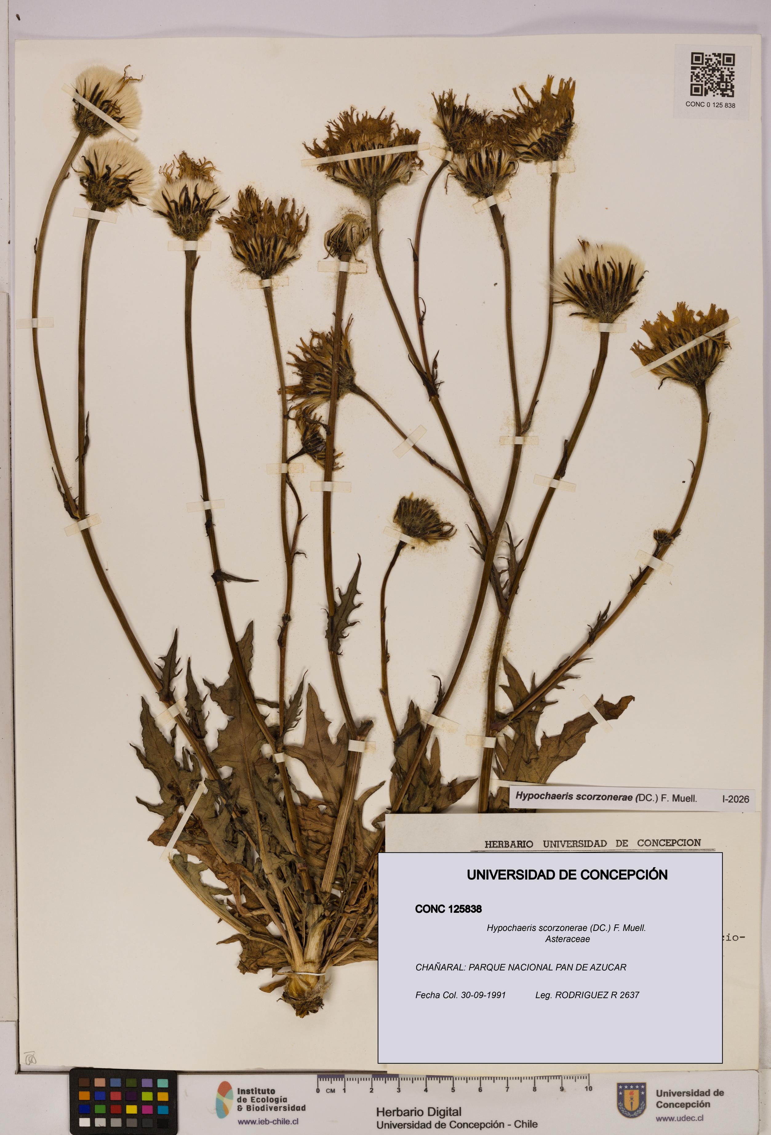 Hypochaeris scorzonerae [Espécimen: UDEC:CONC:0125838]
