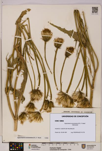 Hypochaeris scorzonerae [Espécimen: UDEC:CONC:0125842]