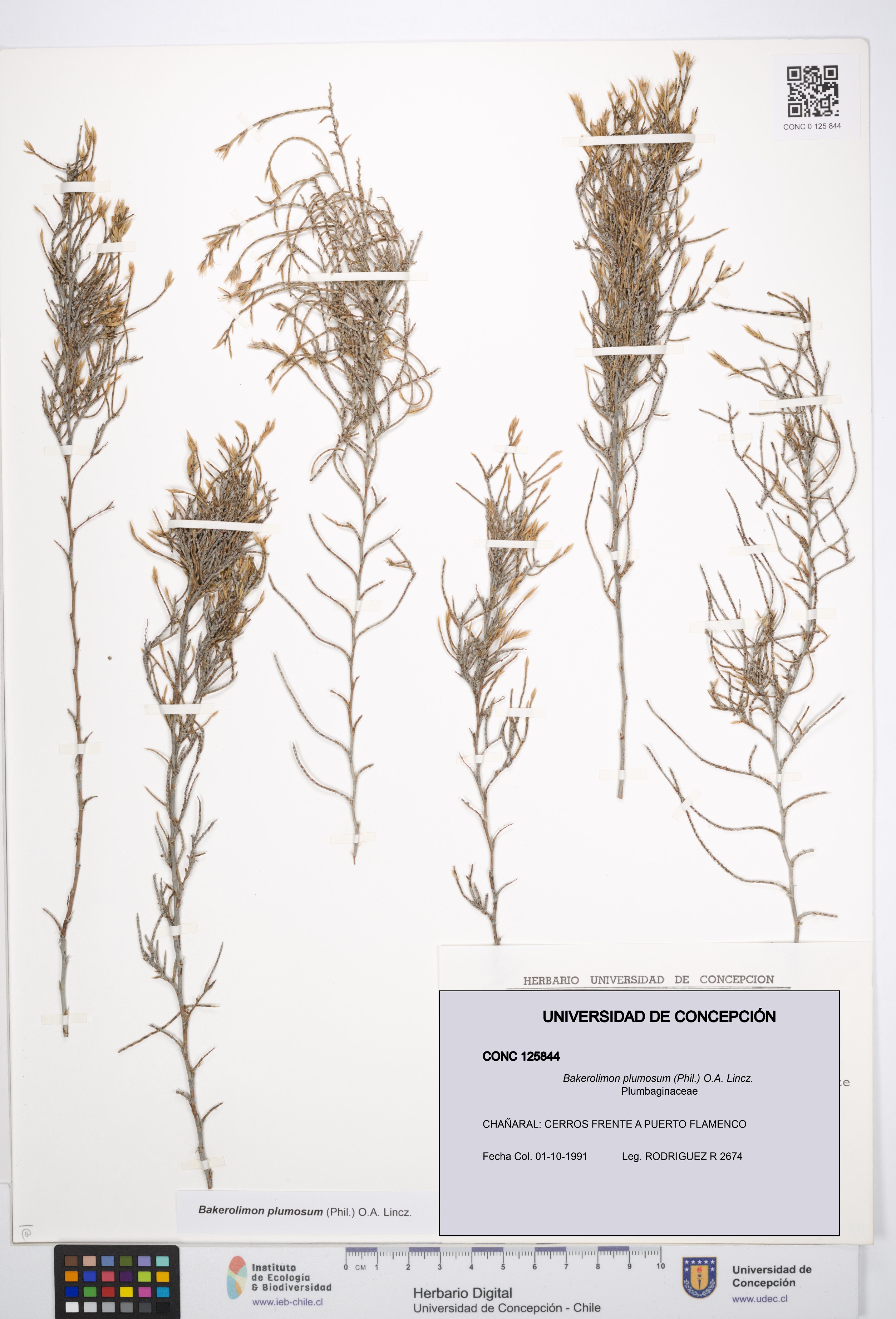 Bakerolimon plumosum [Espécimen: UDEC:CONC:0125844]