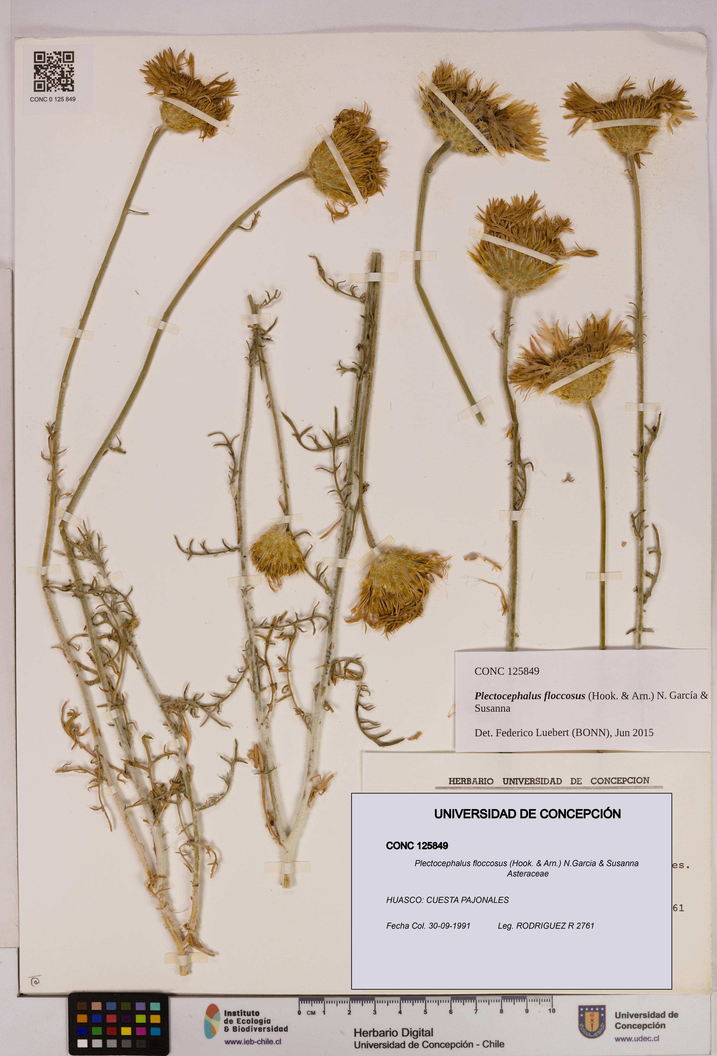 Plectocephalus floccosus [Espécimen: UDEC:CONC:0125849]