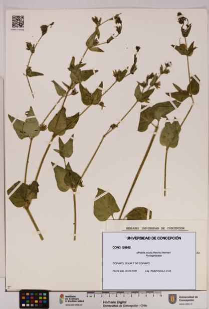 Mirabilis acuta [Espécimen: UDEC:CONC:0125852]
