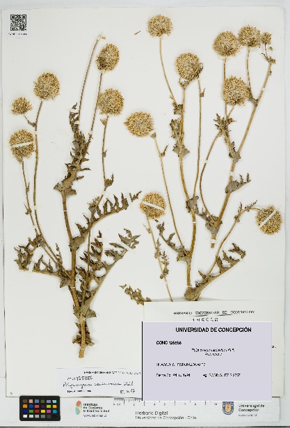 Polyachyrus carduoides [Espécimen: UDEC:CONC:0125856]