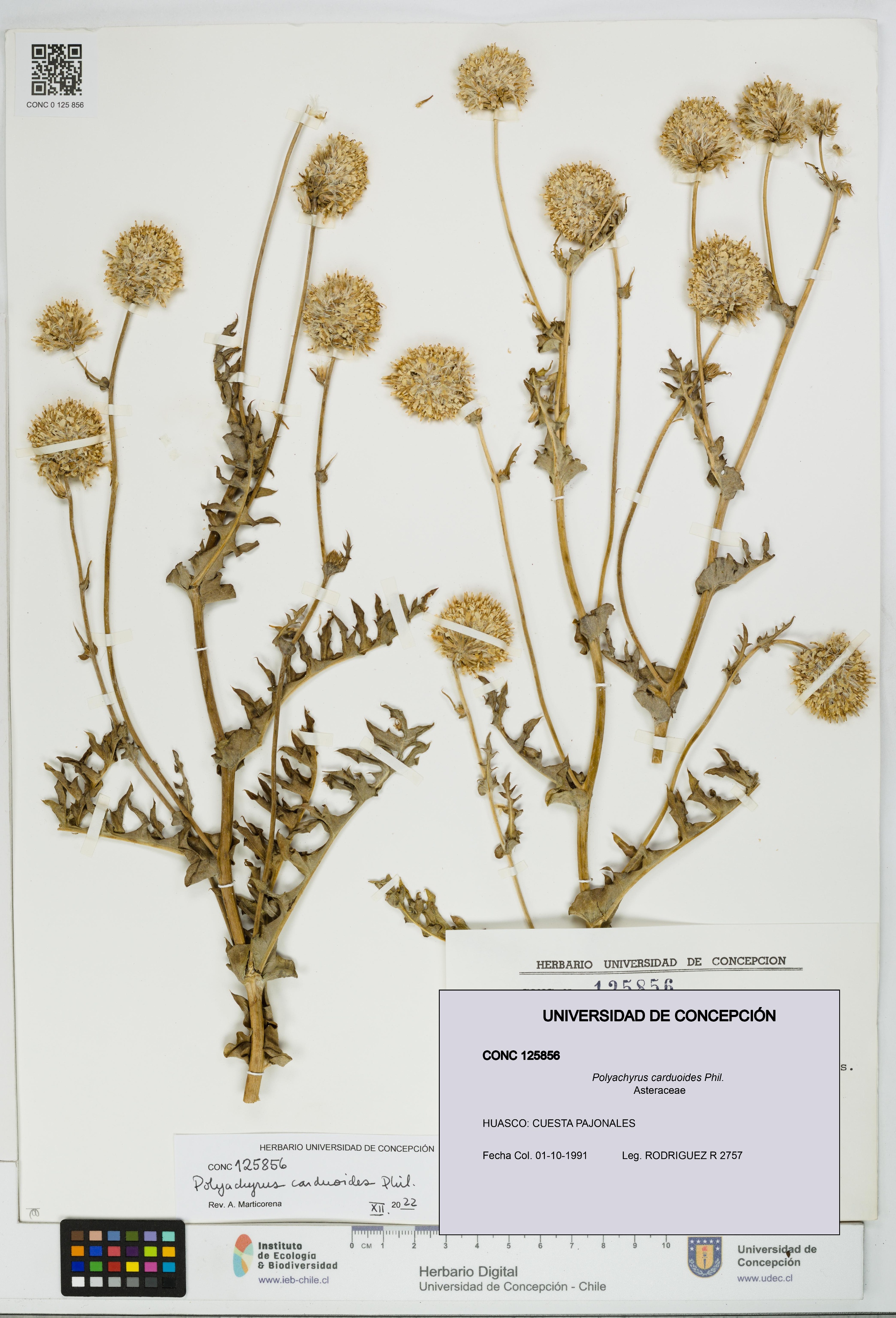Polyachyrus carduoides [Espécimen: UDEC:CONC:0125856]