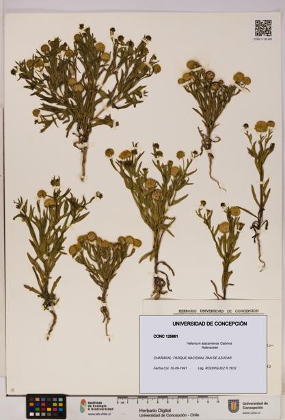 Helenium atacamense [Espécimen: UDEC:CONC:0125861]