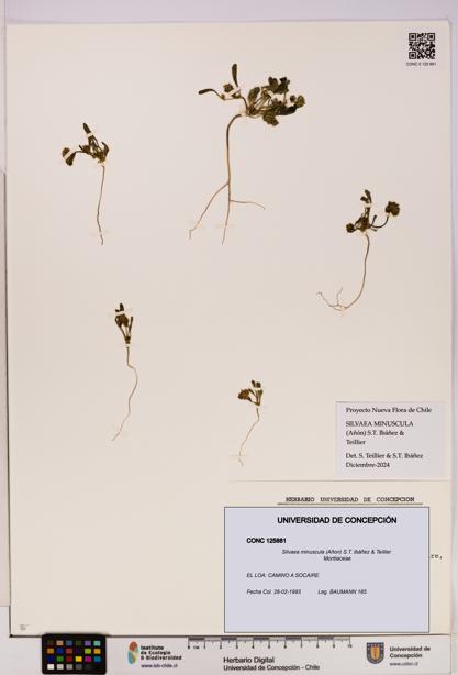 Silvaea minuscula [Espécimen: UDEC:CONC:0125881]