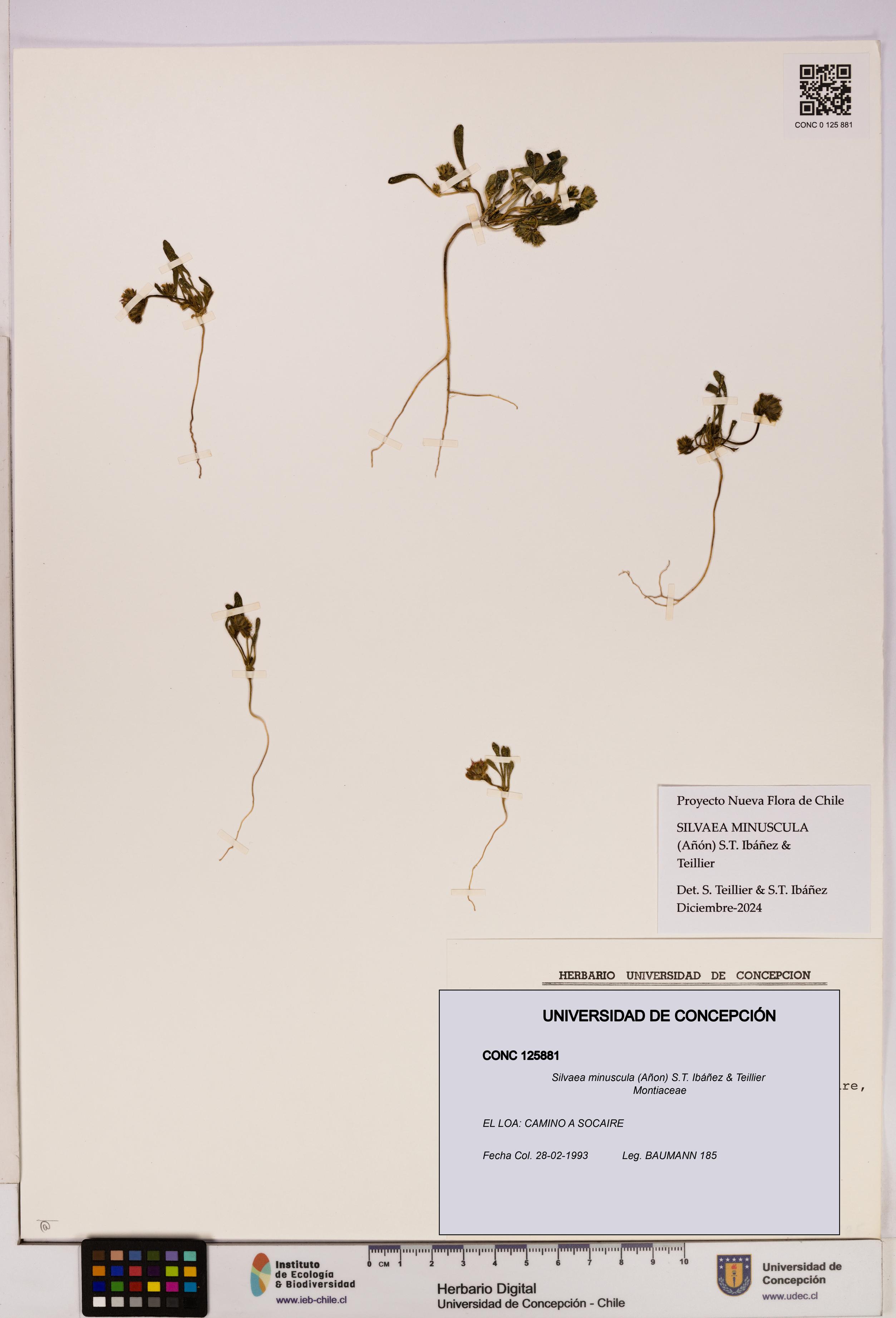 Silvaea minuscula [Espécimen: UDEC:CONC:0125881]
