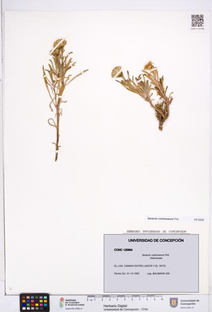 Senecio volckmannii [Espécimen: ]
