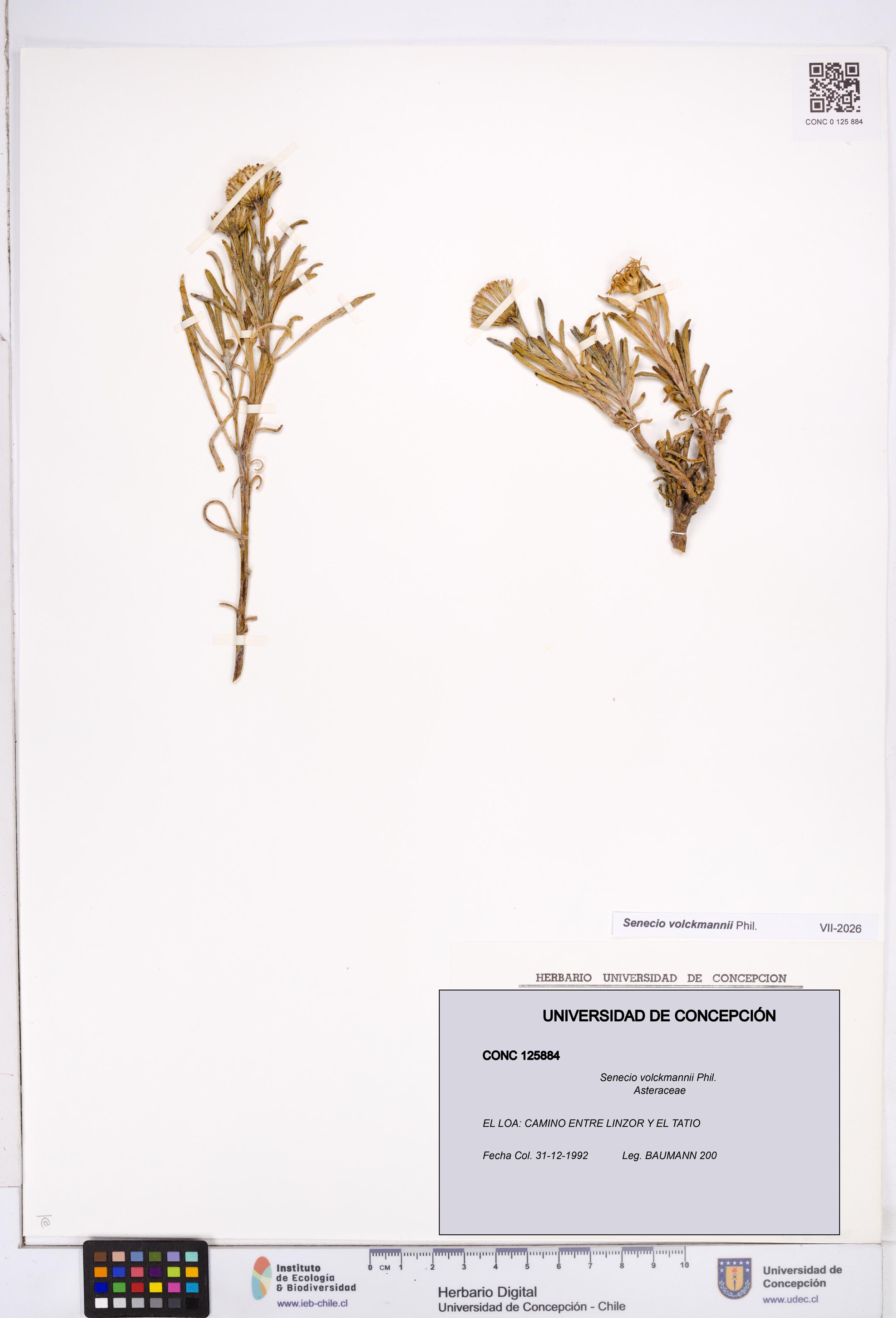 Senecio volckmannii [Espécimen: ]