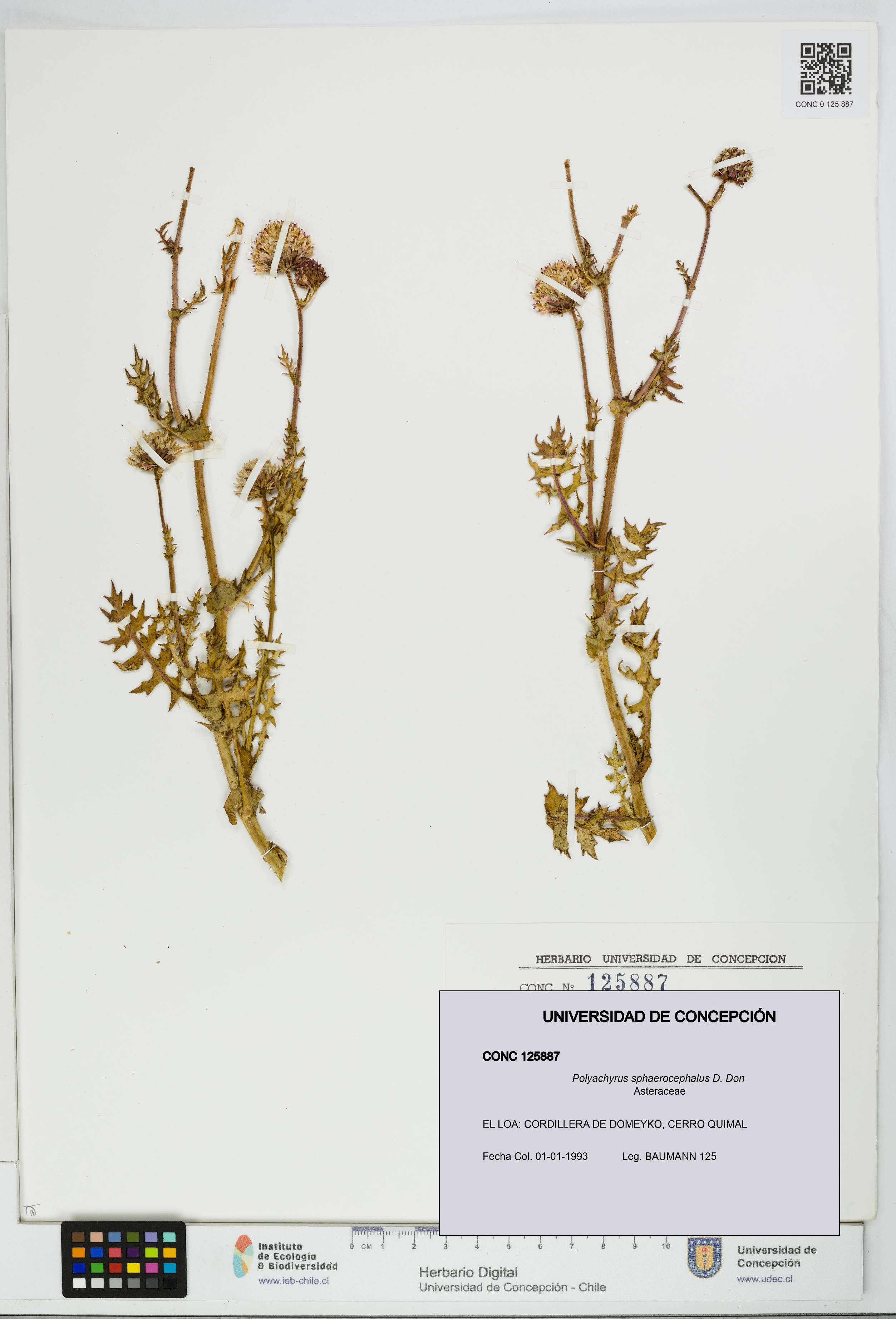 Polyachyrus sphaerocephalus [Espécimen: UDEC:CONC:0125887]