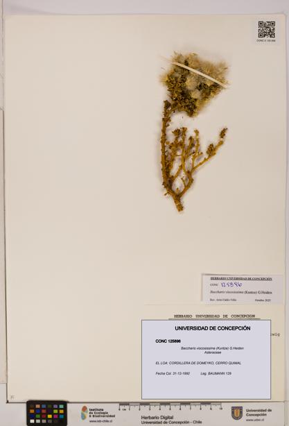 Baccharis tola [Espécimen: UDEC:CONC:0125896]