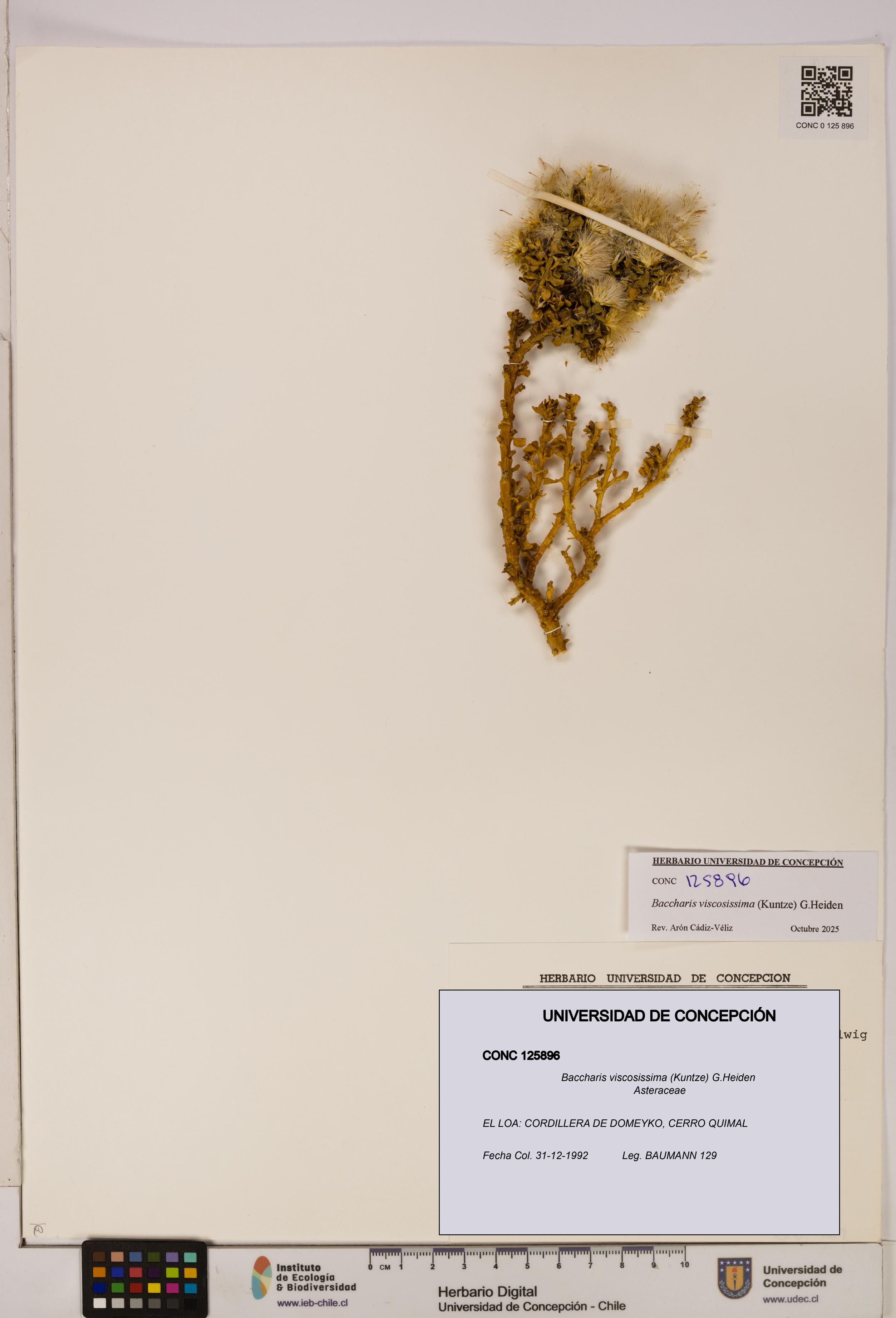 Baccharis tola [Espécimen: UDEC:CONC:0125896]