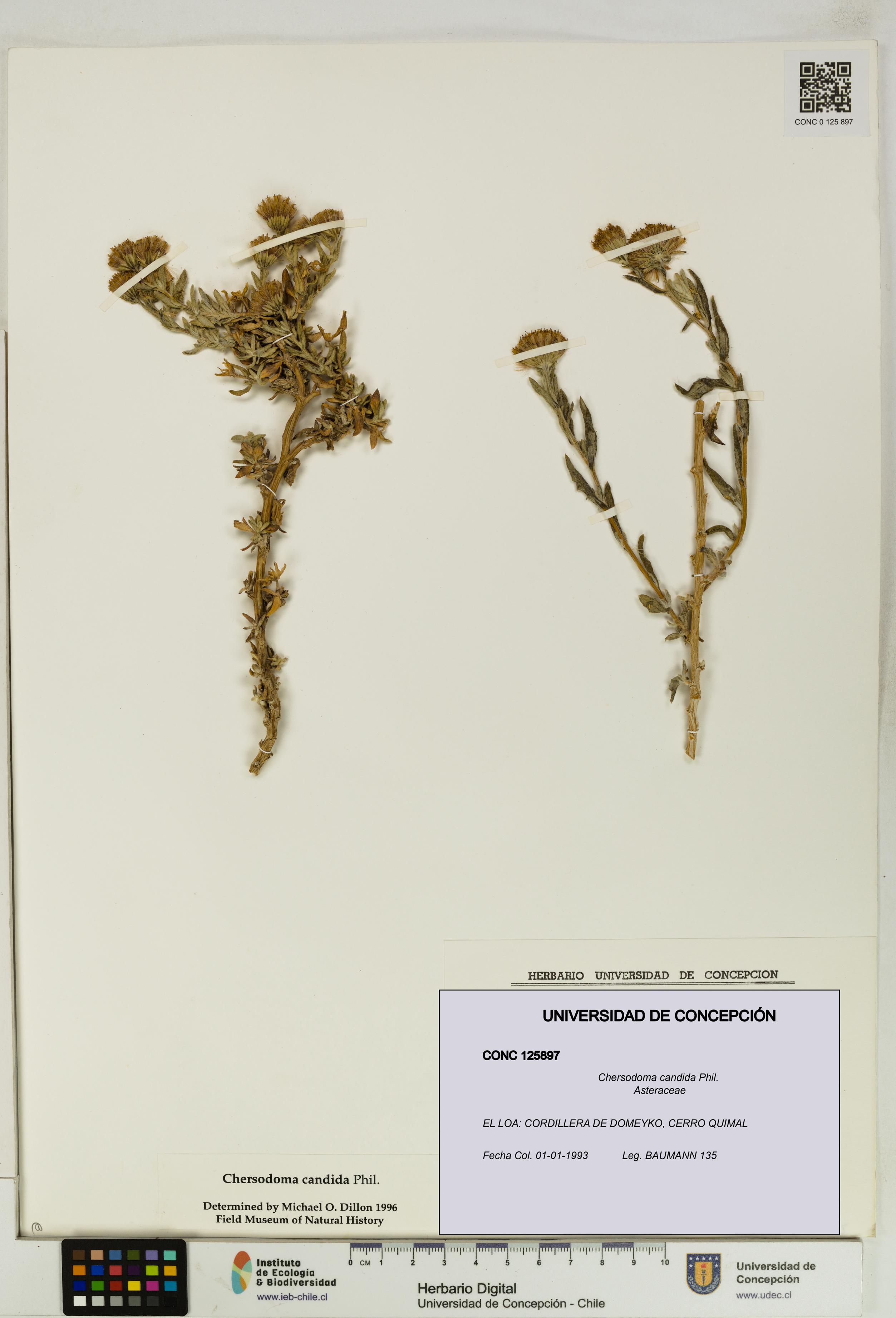 Chersodoma candida [Espécimen: UDEC:CONC:0125897]