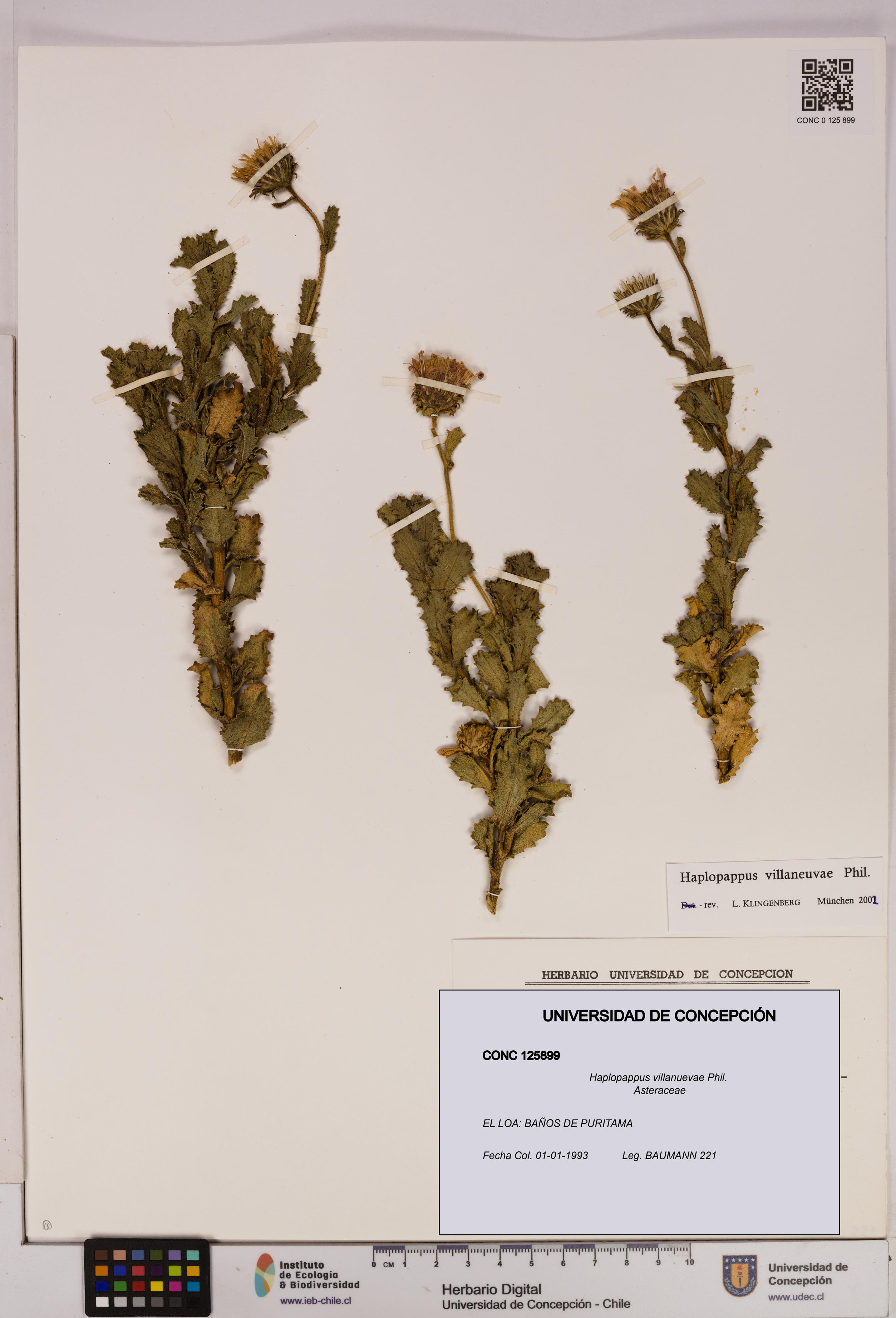 Haplopappus villanuevae [Espécimen: UDEC:CONC:0125899]
