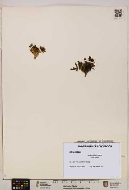 Senecio algens [Espécimen: UDEC:CONC:0125904]