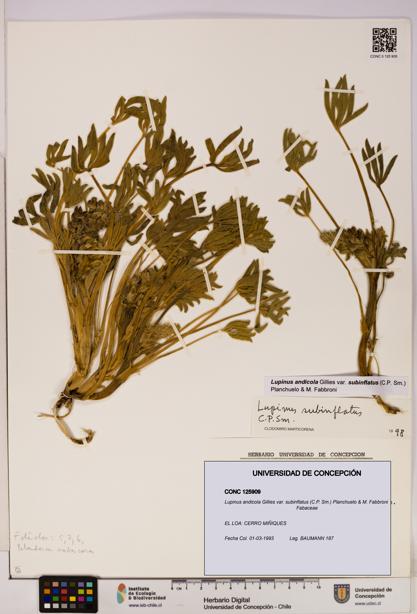 Lupinus andicola [Espécimen: UDEC:CONC:0125909]