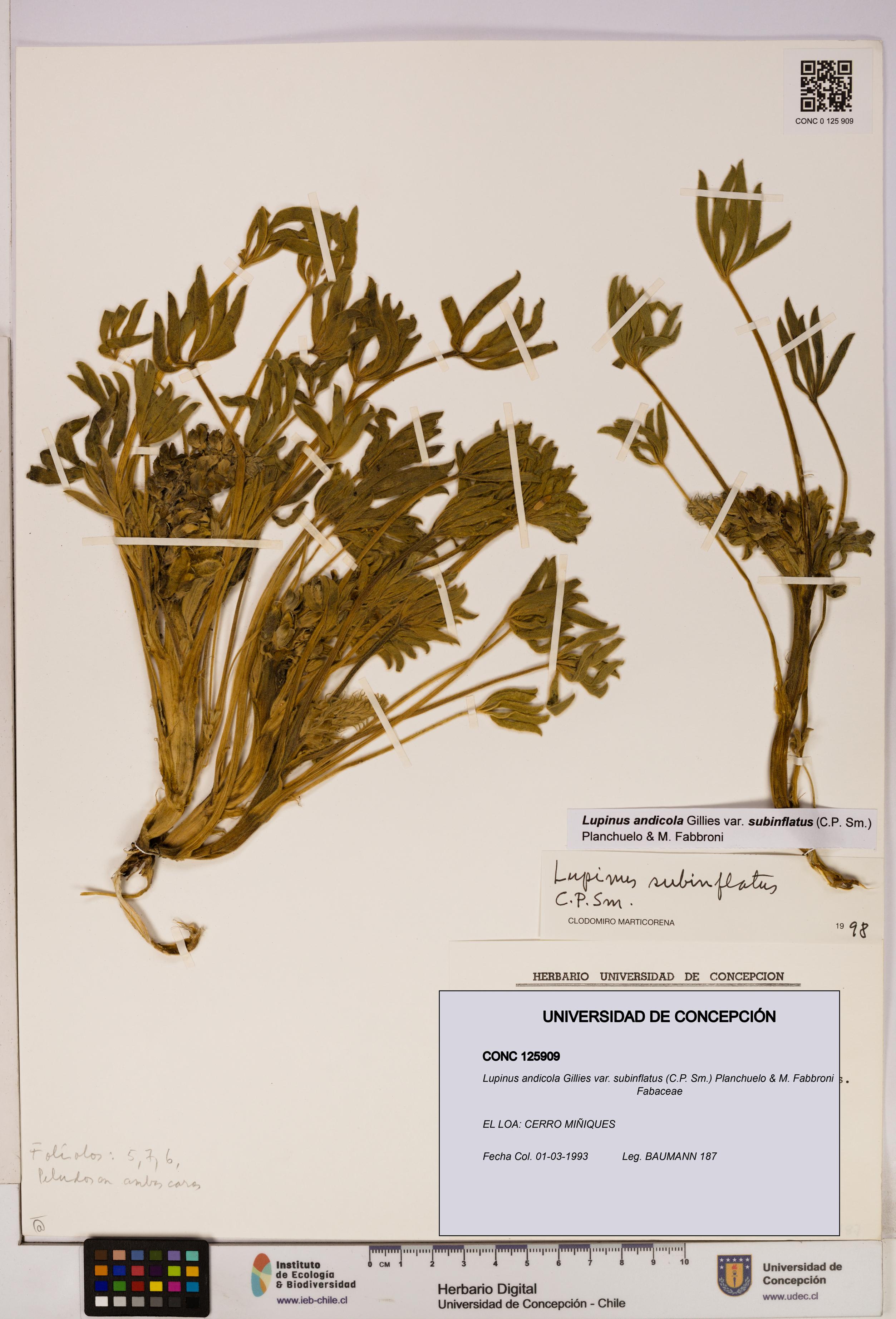 Lupinus andicola [Espécimen: UDEC:CONC:0125909]