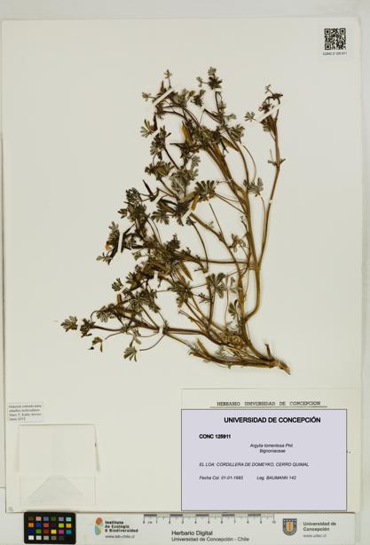 Argylia tomentosa [Espécimen: UDEC:CONC:0125911]