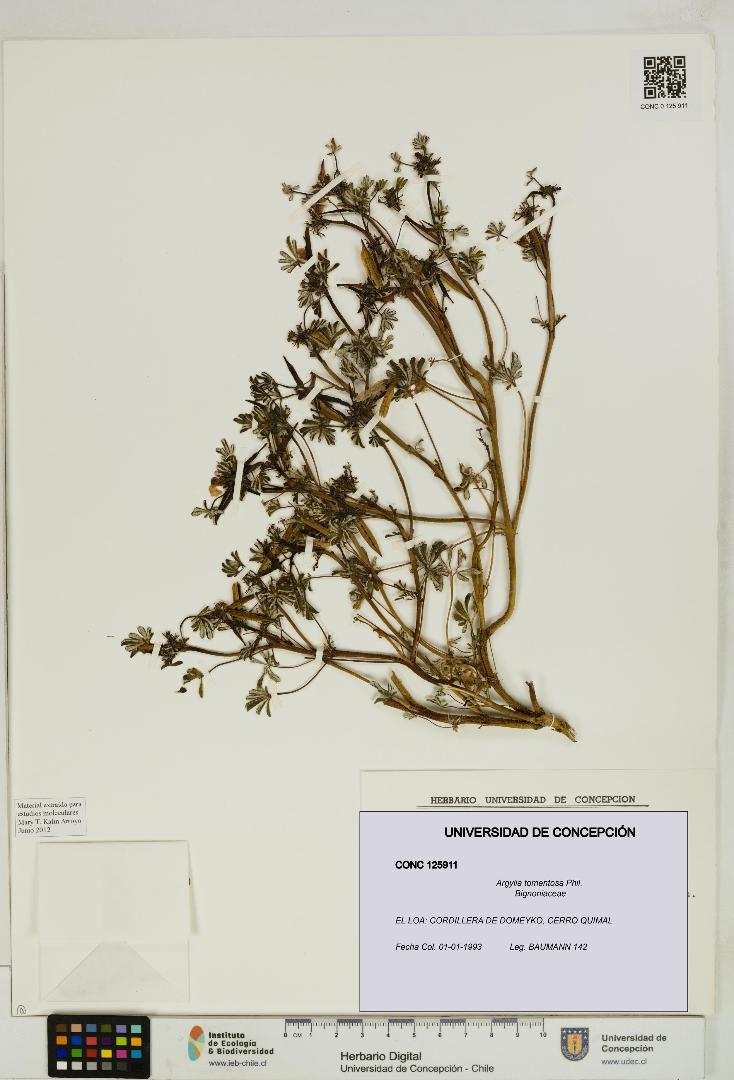 Argylia tomentosa [Espécimen: UDEC:CONC:0125911]