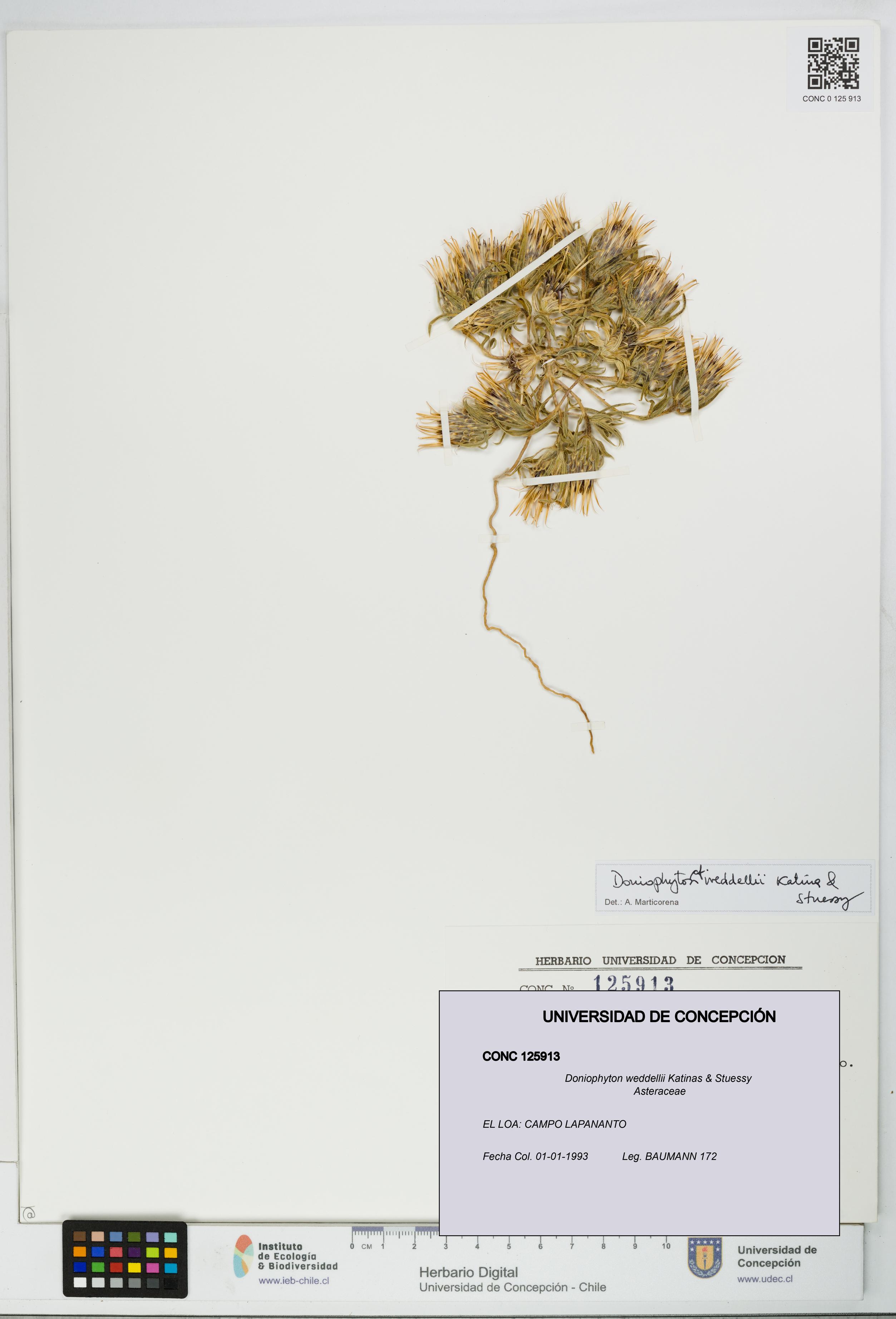 Doniophyton weddellii [Espécimen: UDEC:CONC:0125913]