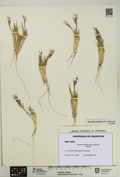 Nassella nardoides [Espécimen: UDEC:CONC:0125914]