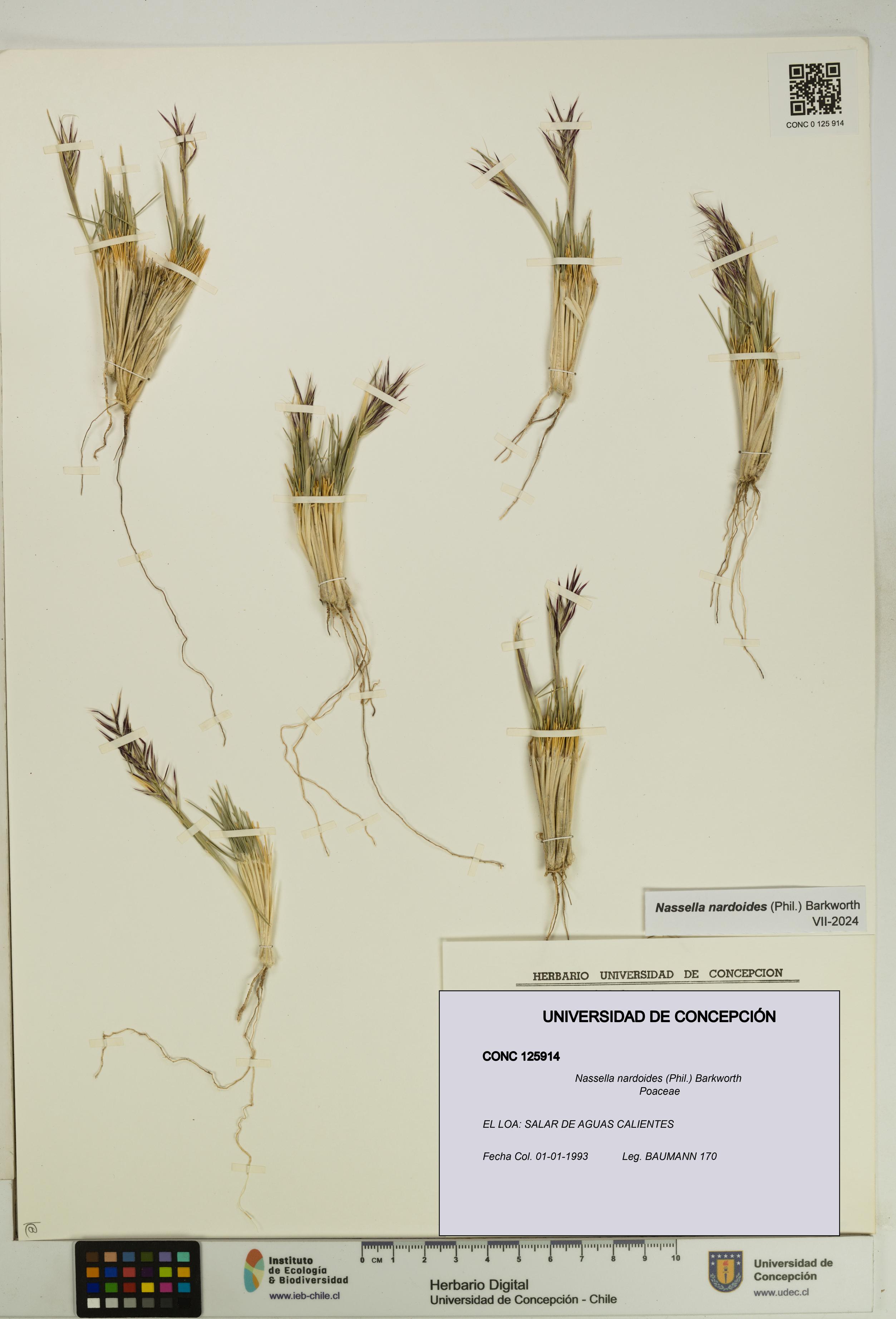 Nassella nardoides [Espécimen: UDEC:CONC:0125914]