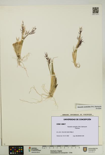 Nassella nardoides [Espécimen: UDEC:CONC:0125917]