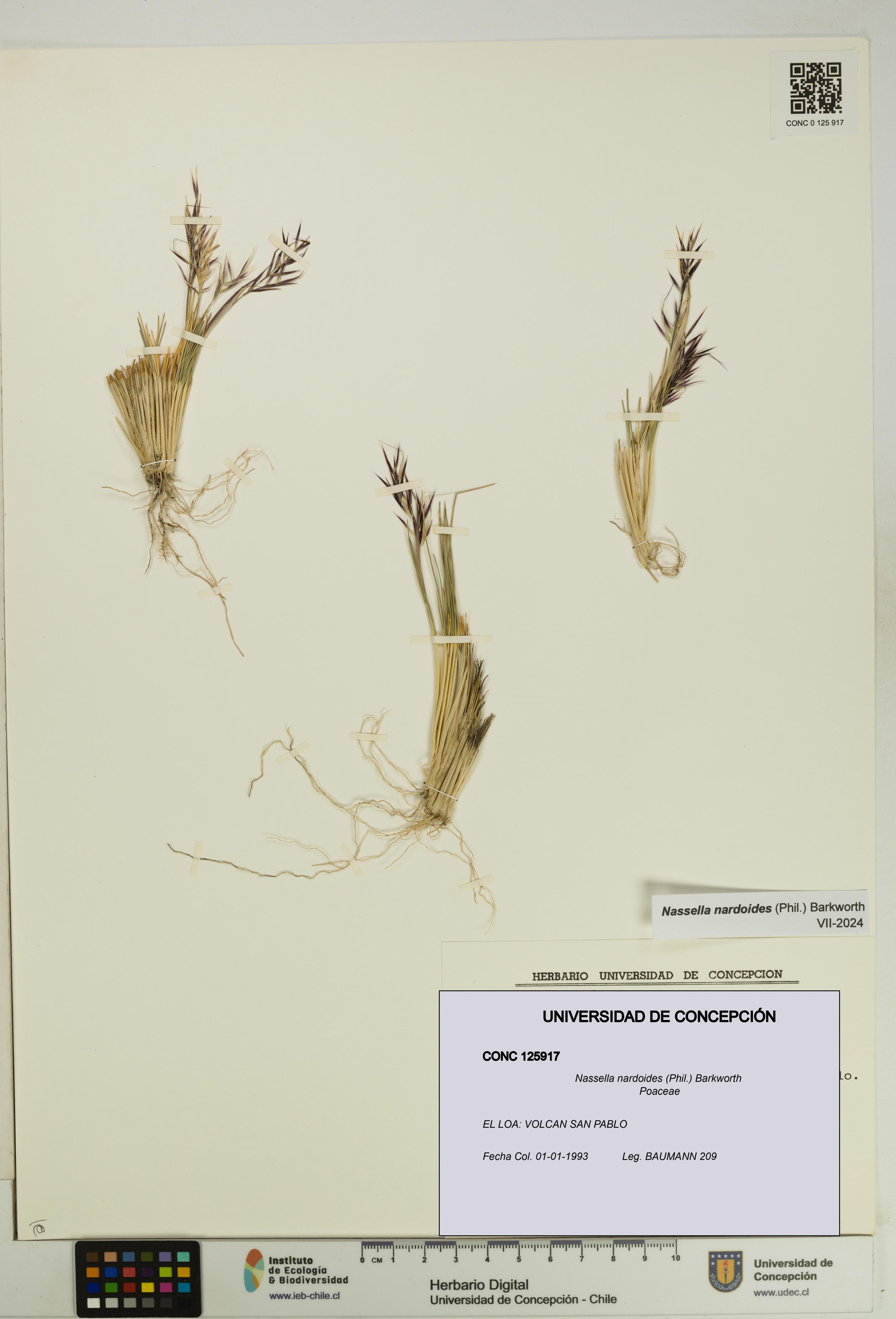 Nassella nardoides [Espécimen: UDEC:CONC:0125917]