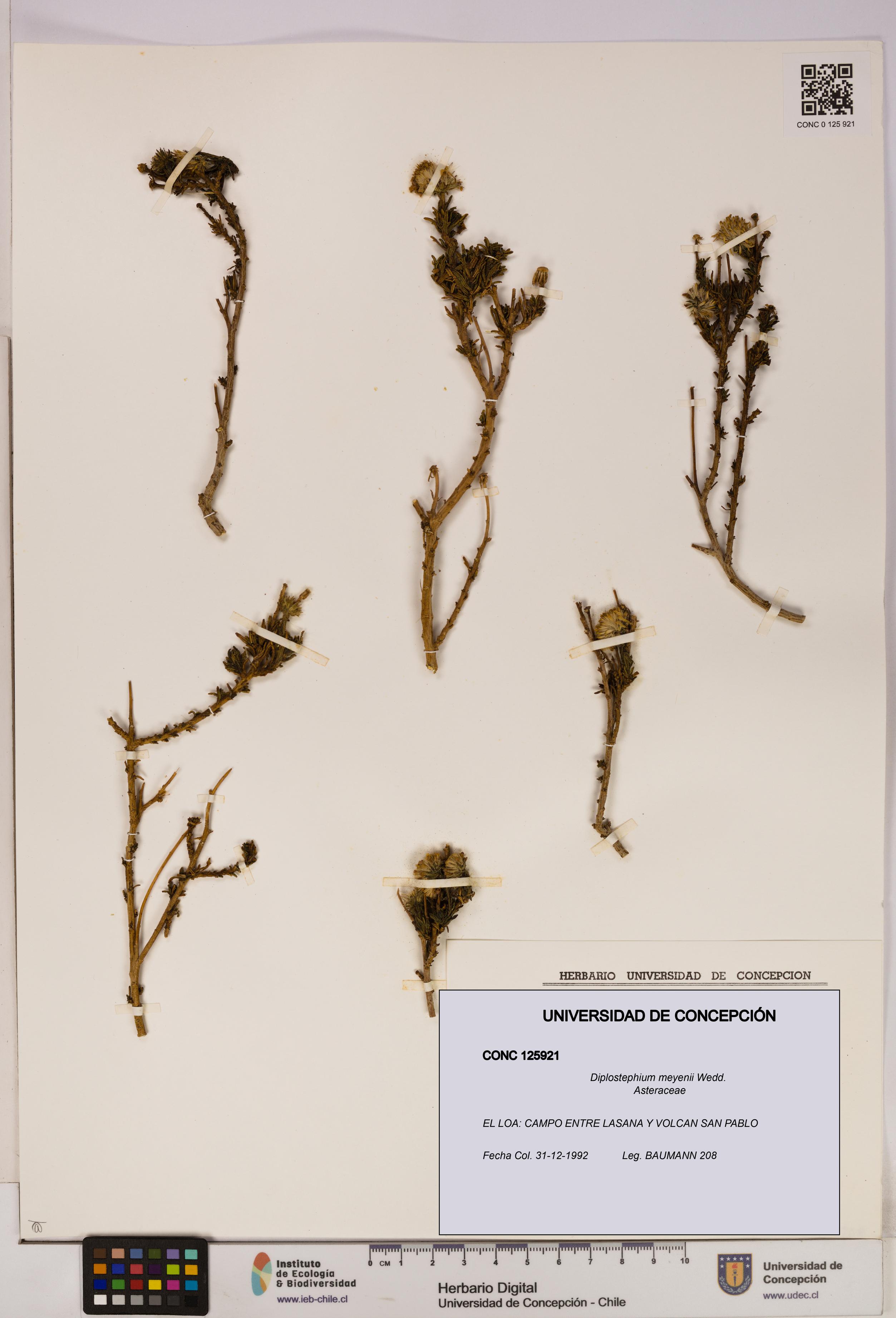 Diplostephium meyenii [Espécimen: UDEC:CONC:0125921]