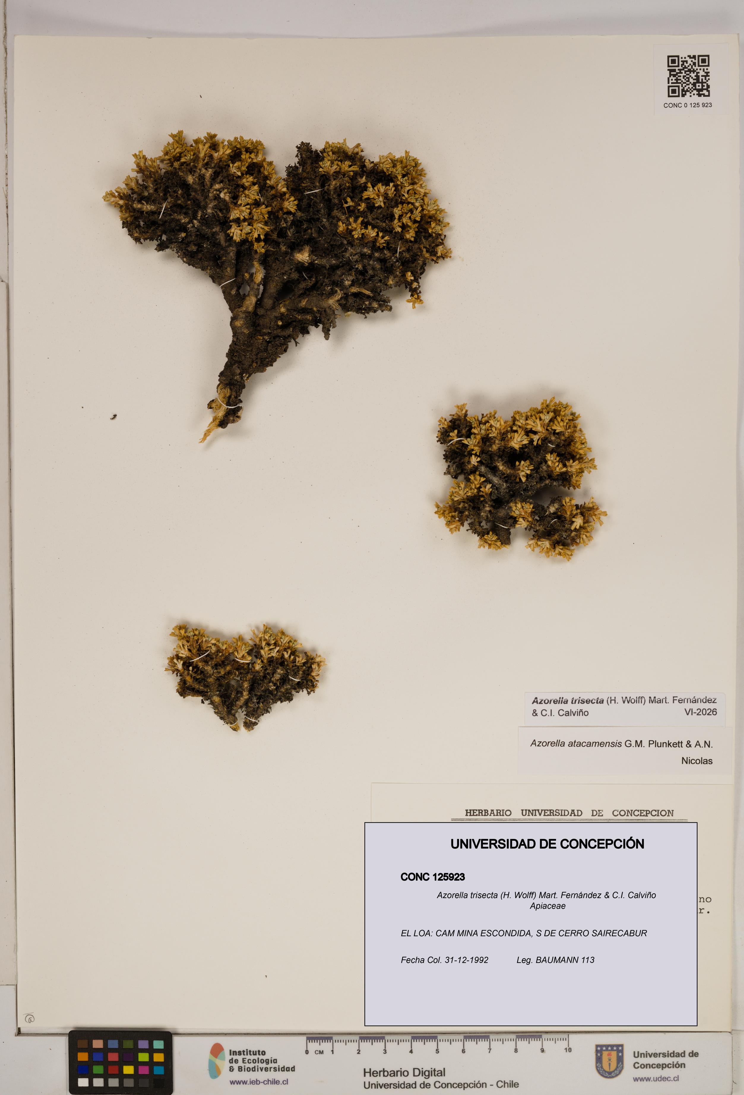 Azorella trisecta [Espécimen: ]