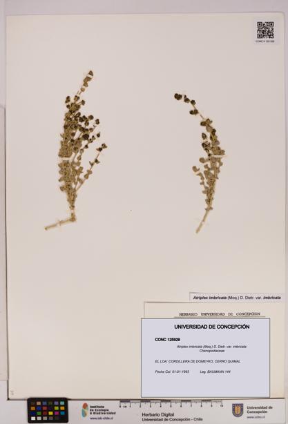 Atriplex imbricata [Espécimen: UDEC:CONC:0125929]