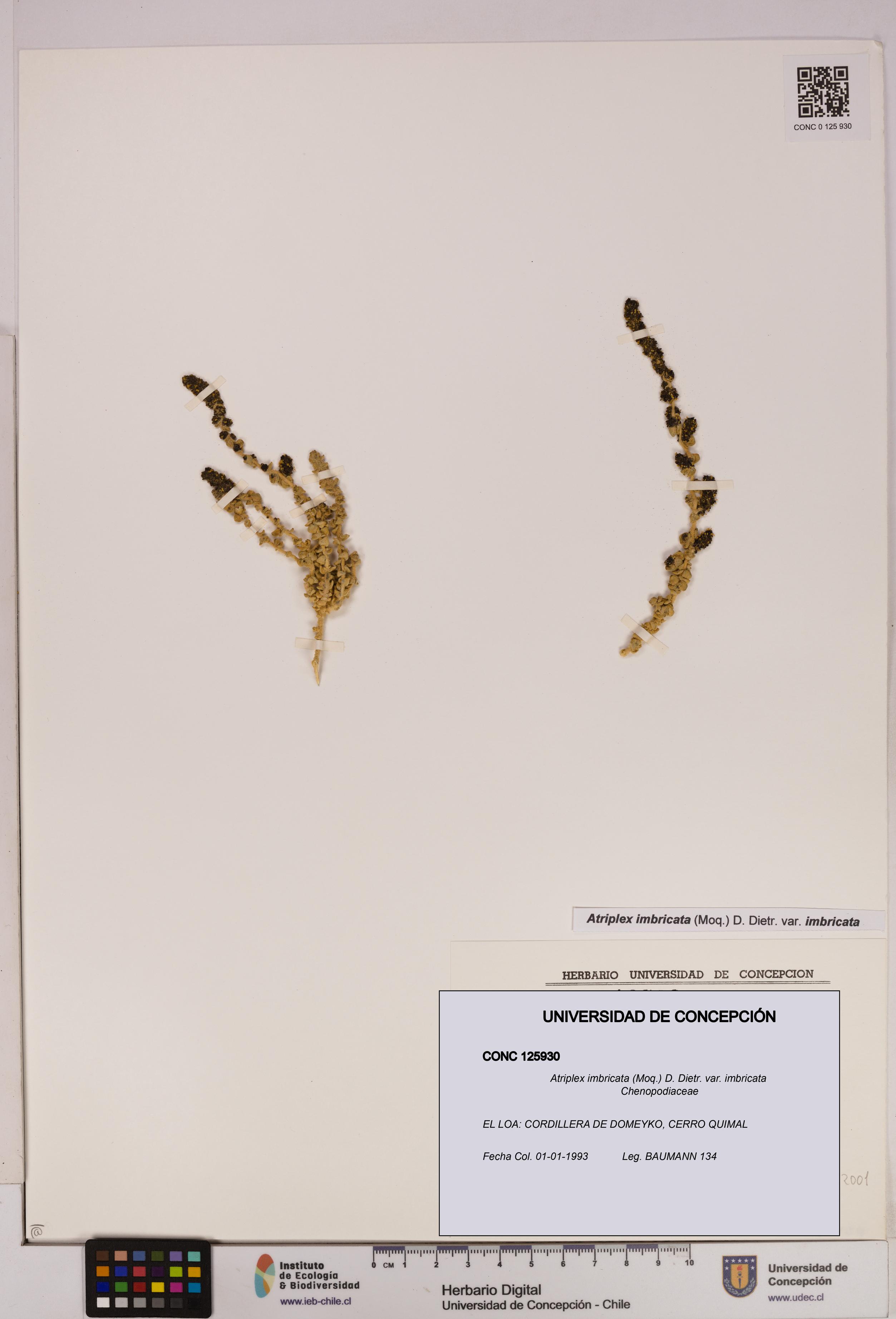 Atriplex imbricata [Espécimen: UDEC:CONC:0125930]