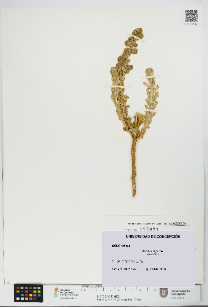 Artemisia copa [Espécimen: UDEC:CONC:0125931]