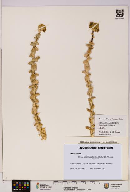 Silvaea salsoloides [Espécimen: UDEC:CONC:0125932]