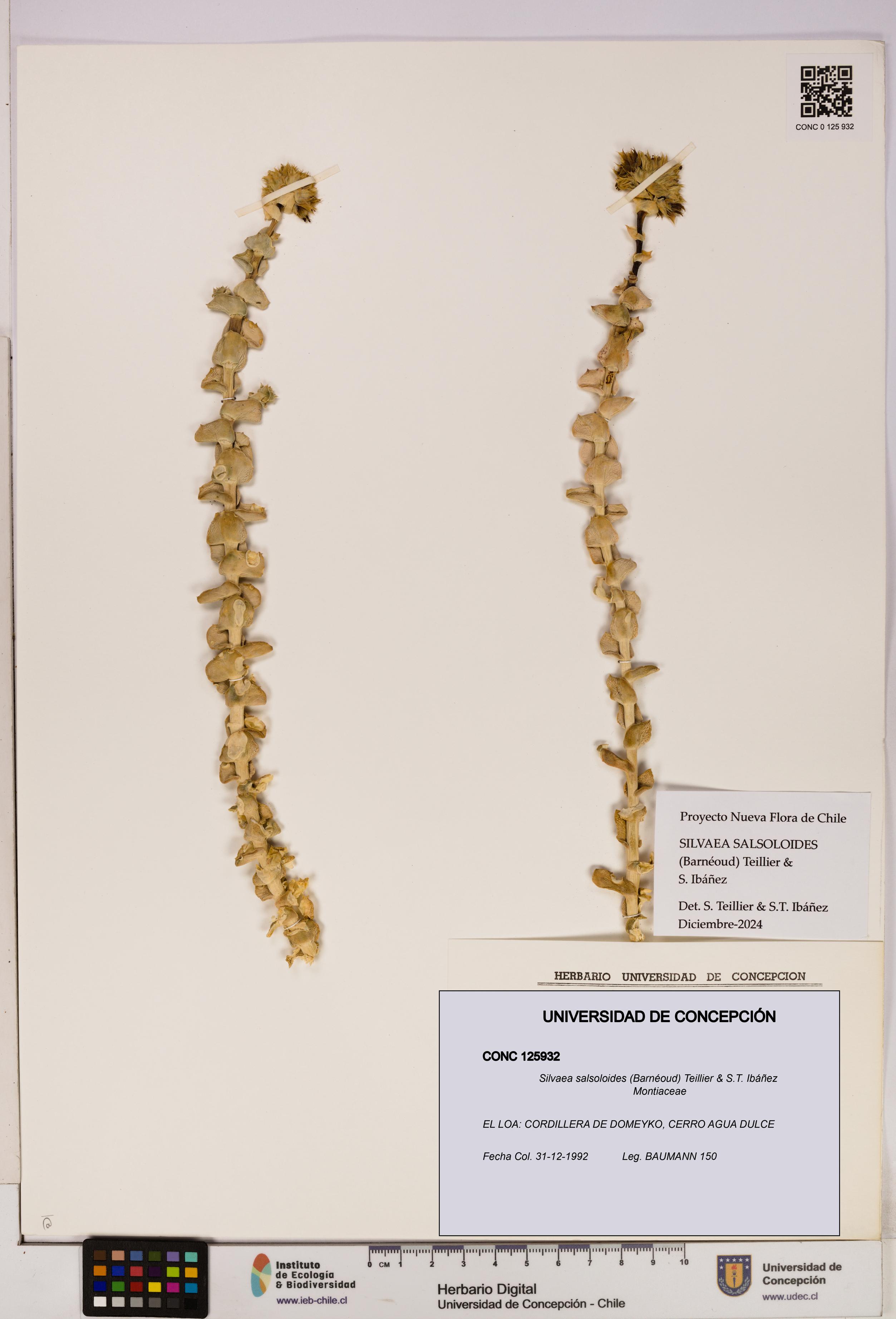 Silvaea salsoloides [Espécimen: UDEC:CONC:0125932]