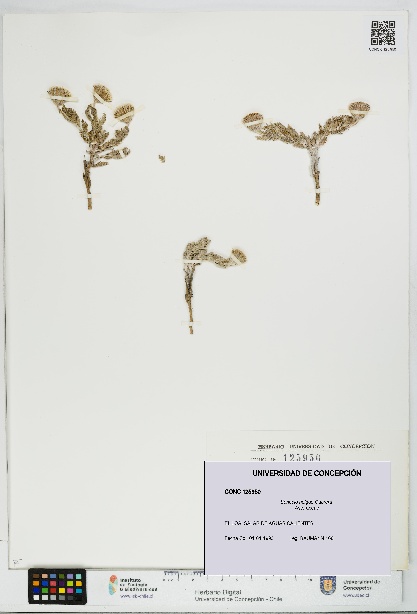 Senecio helgae [Espécimen: UDEC:CONC:0125950]