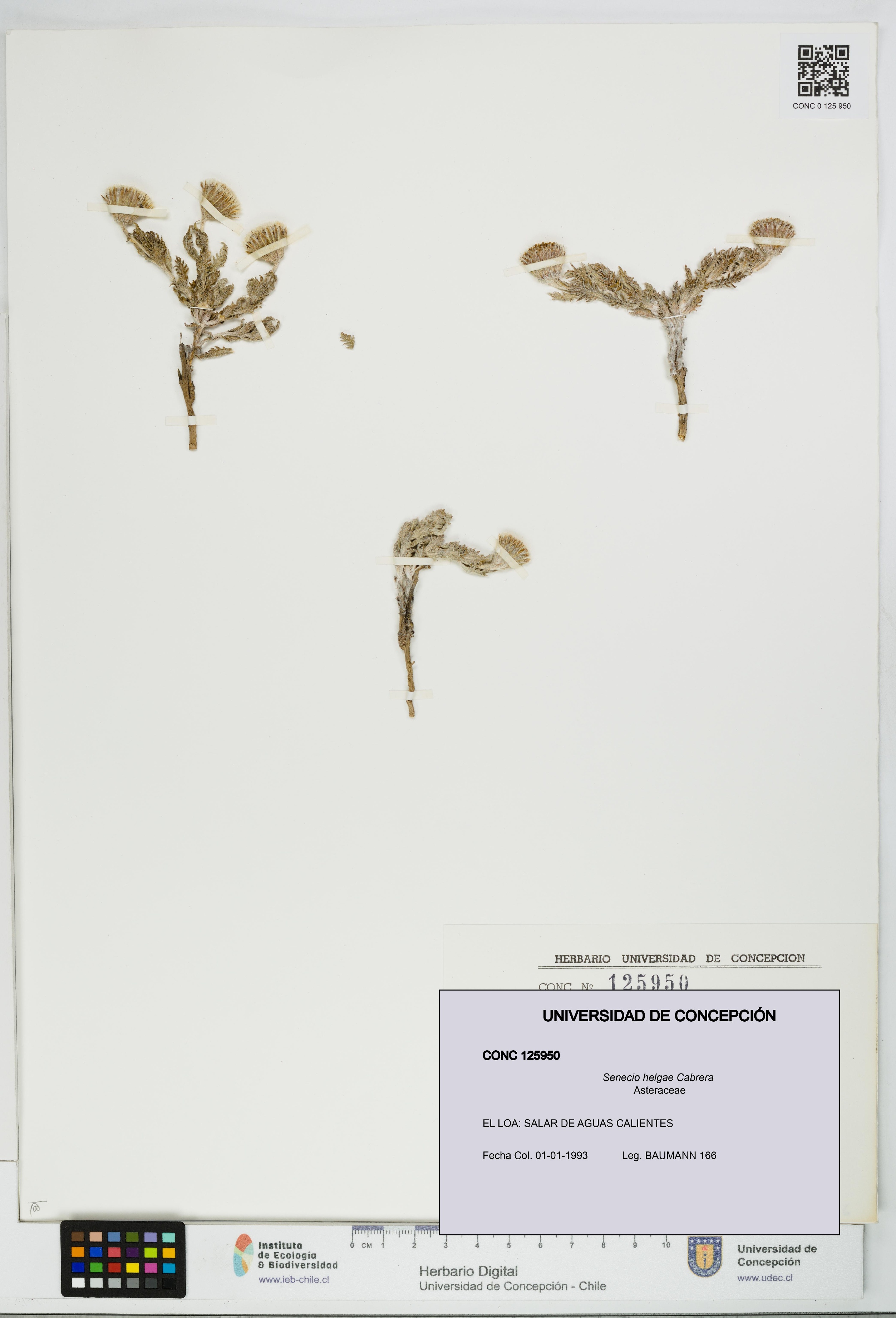 Senecio helgae [Espécimen: UDEC:CONC:0125950]