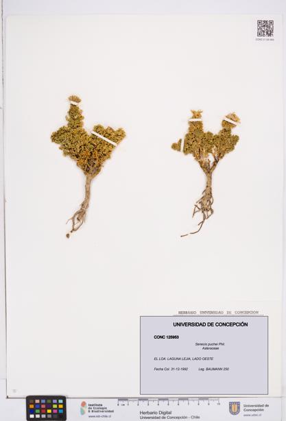 Senecio puchei [Espécimen: ]