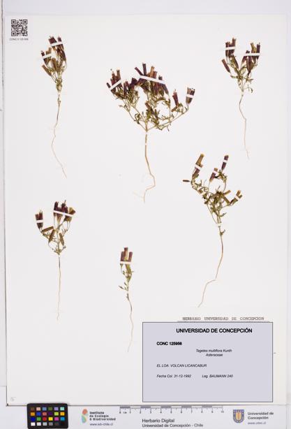 Tagetes multiflora [Espécimen: ]