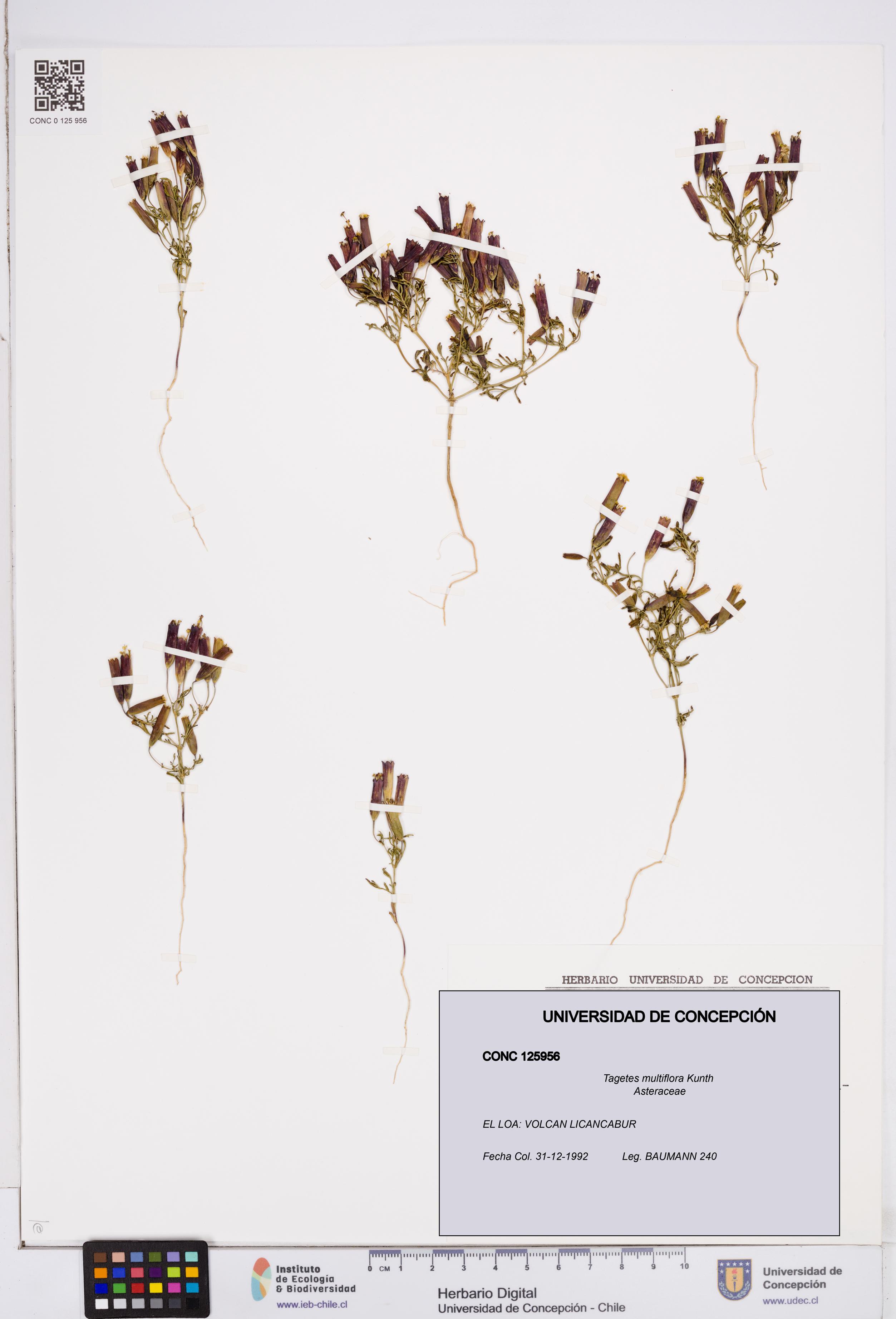Tagetes multiflora [Espécimen: ]