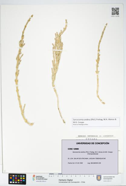 Sarcocornia andina [Espécimen: UDEC:CONC:0125960]