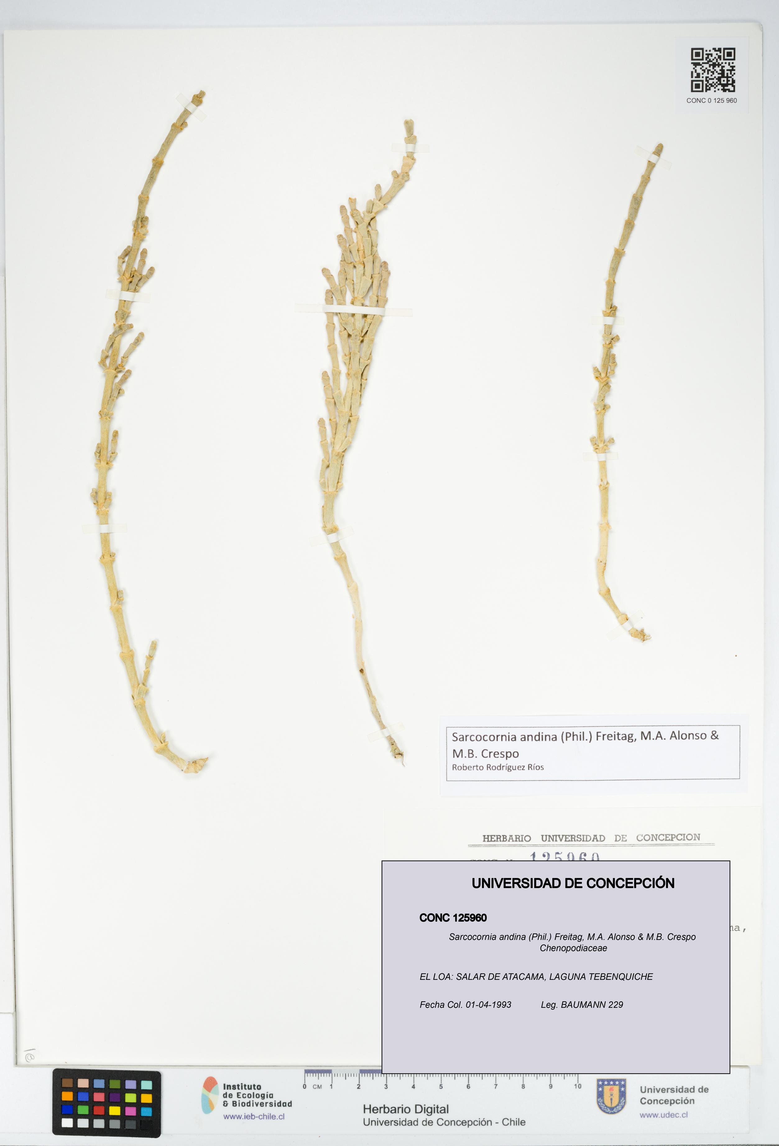 Sarcocornia andina [Espécimen: UDEC:CONC:0125960]