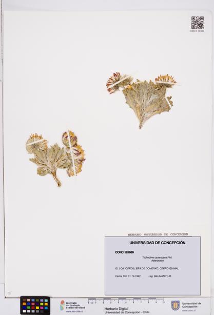 Trichocline caulescens [Espécimen: ]