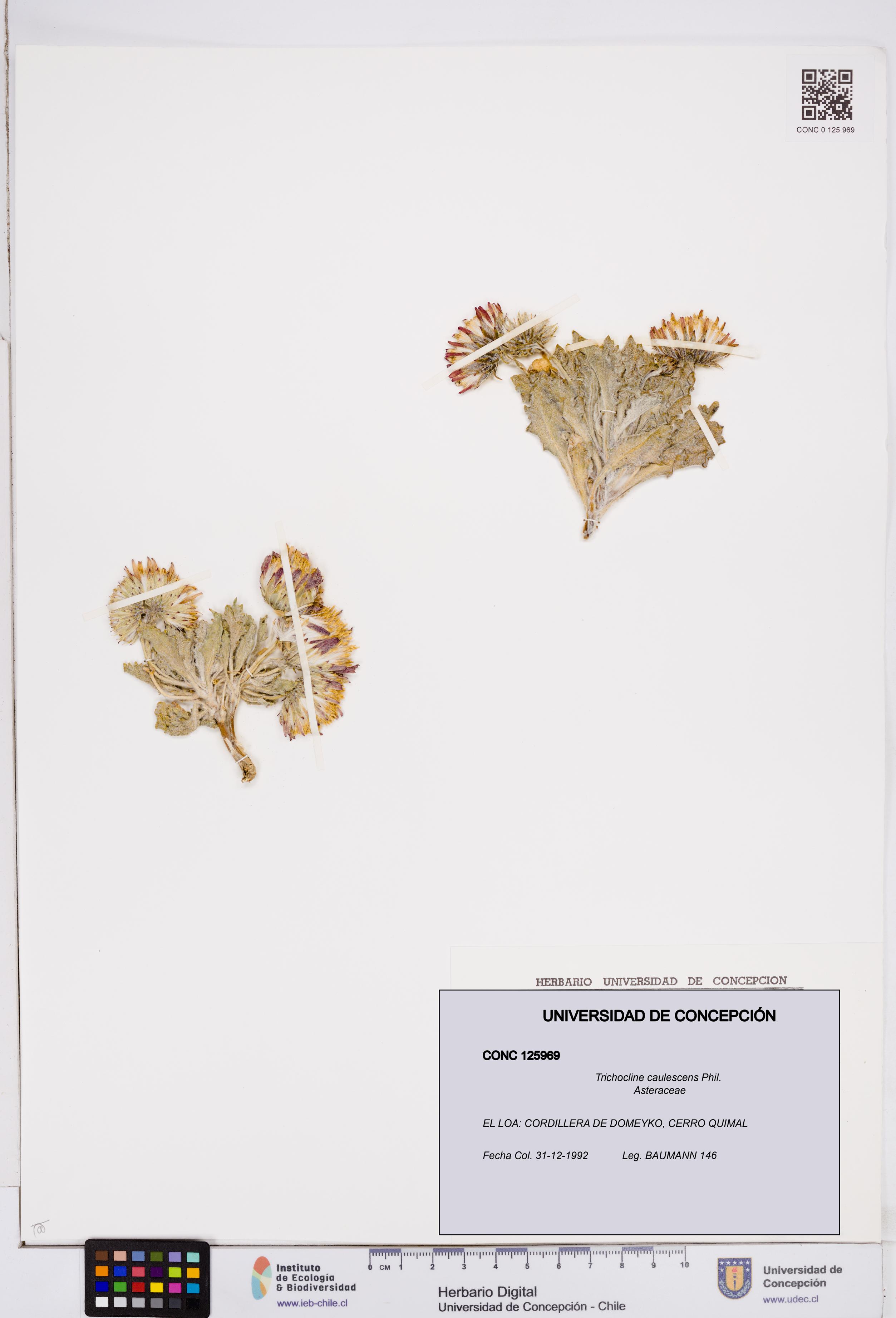 Trichocline caulescens [Espécimen: ]