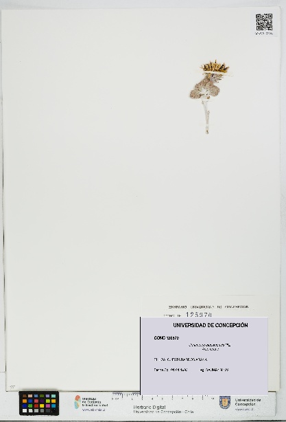 Urmenetea atacamensis [Espécimen: UDEC:CONC:0125970]