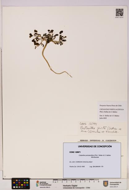 Cistanthe portulacifolia [Espécimen: UDEC:CONC:0125971]