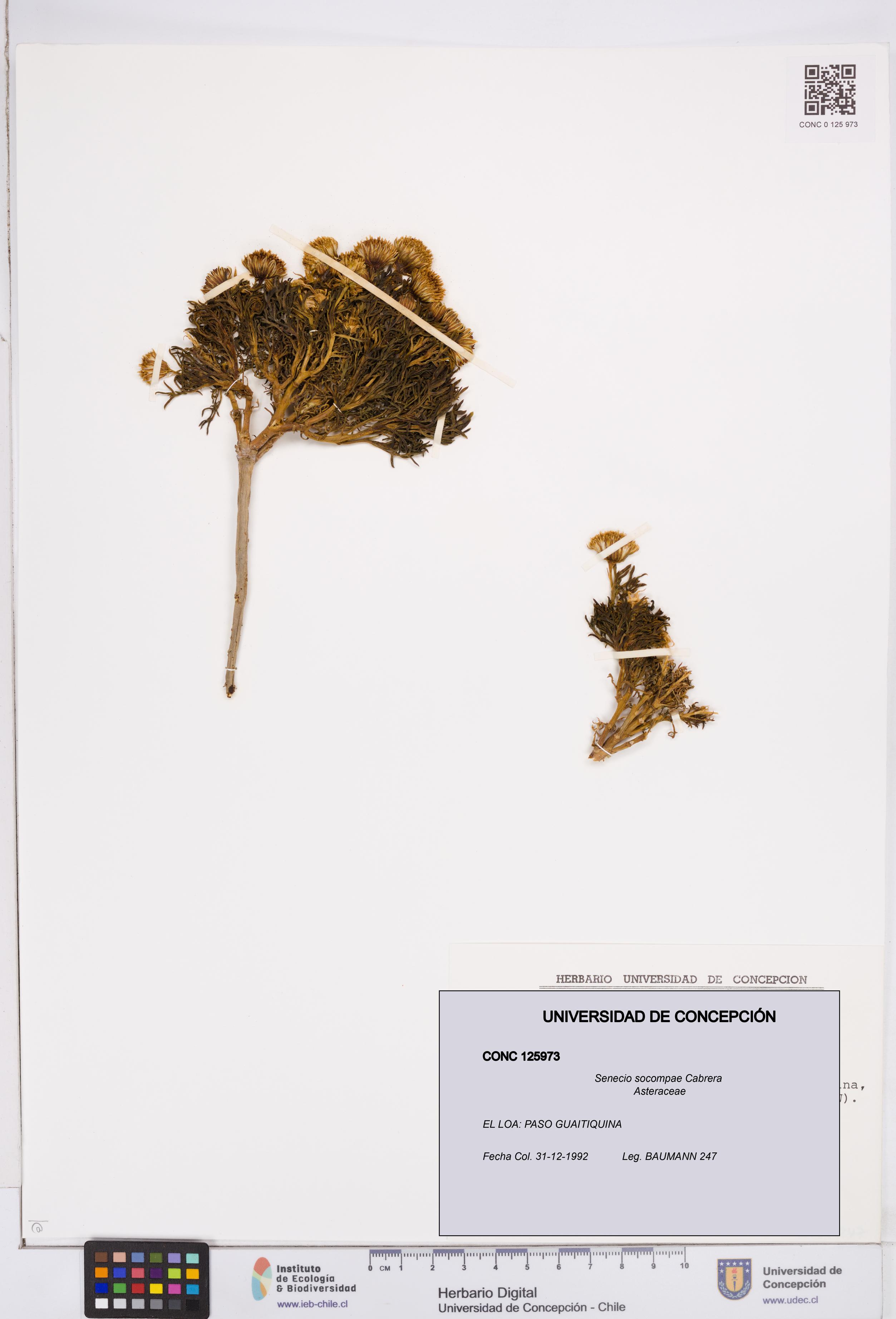 Senecio socompae [Espécimen: ]